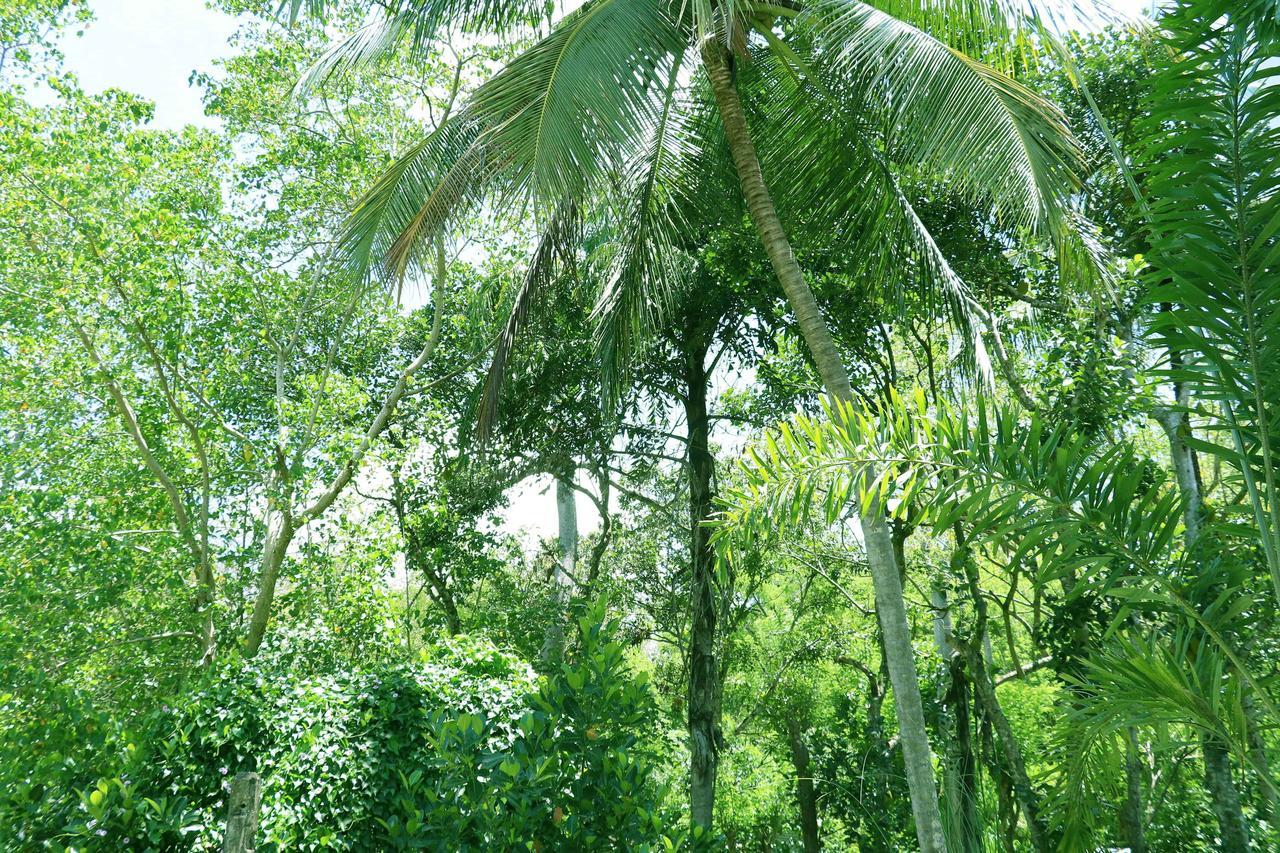 Villa Royce Kandy Exteriör bild
